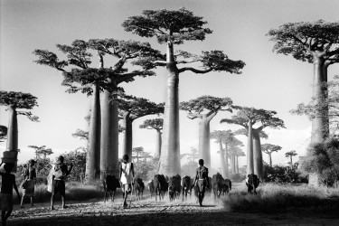 Morondava, Madagascar - 2012